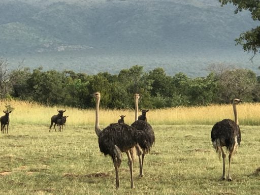 Ostrich in the field