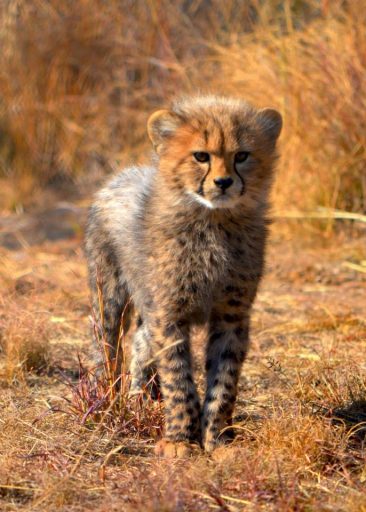 Young cheetah at Kruger National Park
