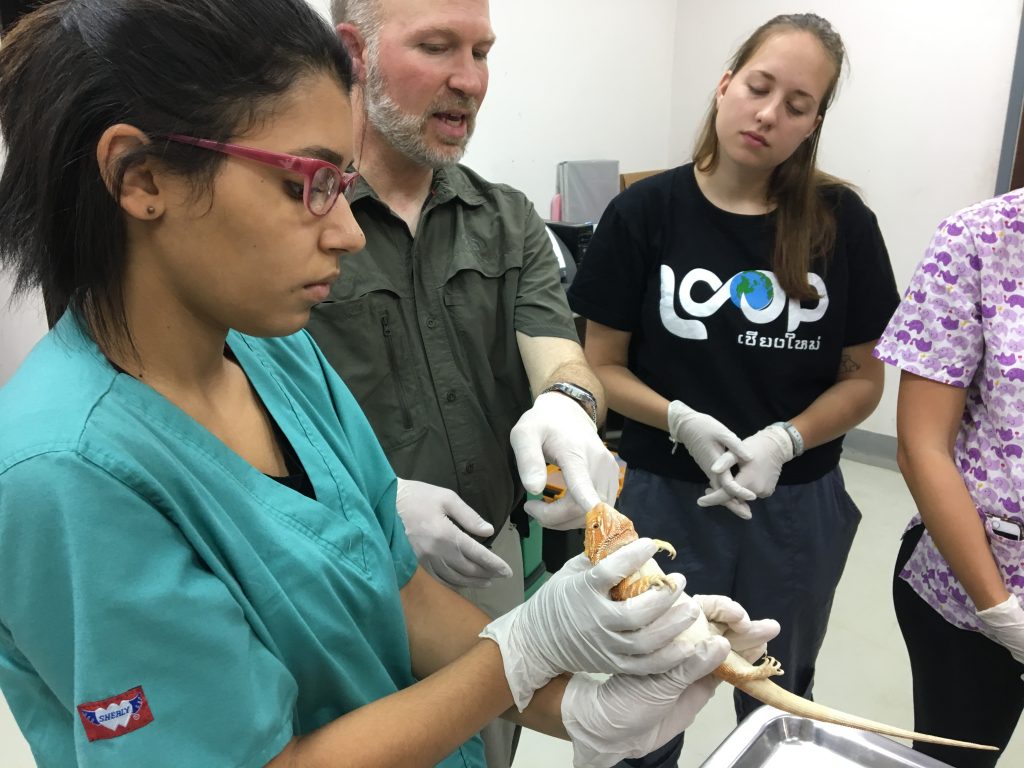 How Do I Find Zoo Internships? Loop Abroad Veterinary Study Abroad