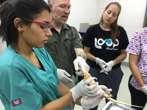 Students learn bearded dragon restraint