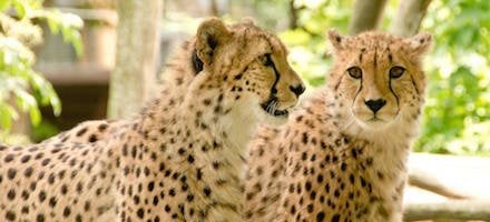 Cheetahs