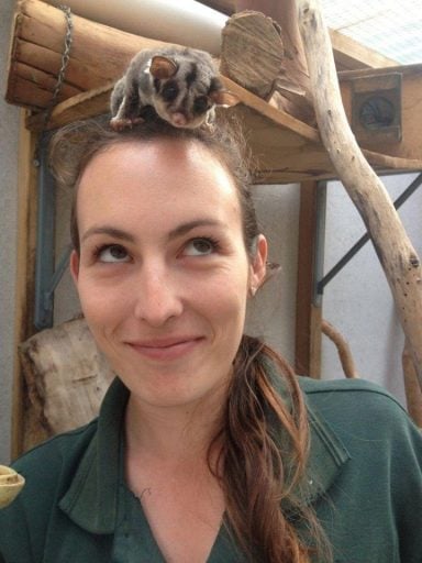 Sugar glider on top of the head of Dr. Chloe