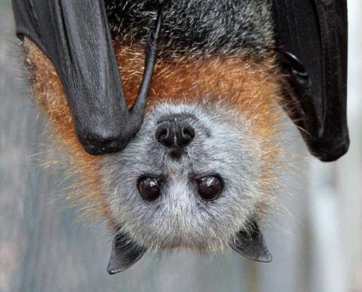 Flying Fox