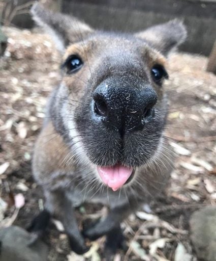 Focused Kangaroo nose shot.