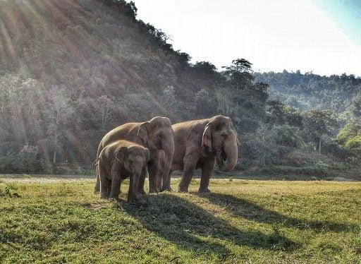 Elephants in Thailand