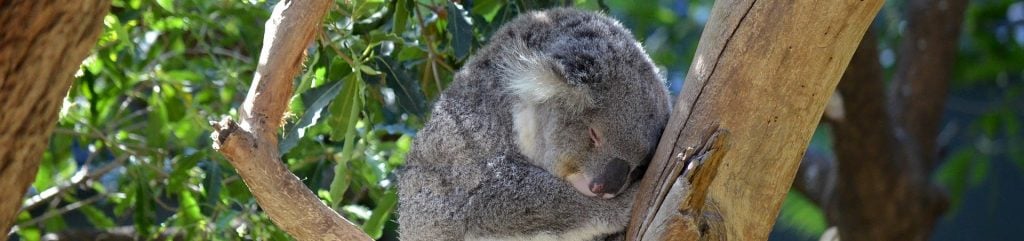 sleeping koala