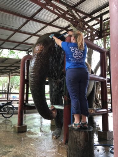 Vet student measuring an Elephant 