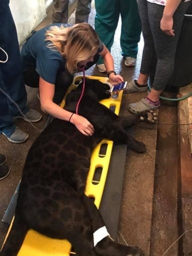 Students checking heart rate of a leopard