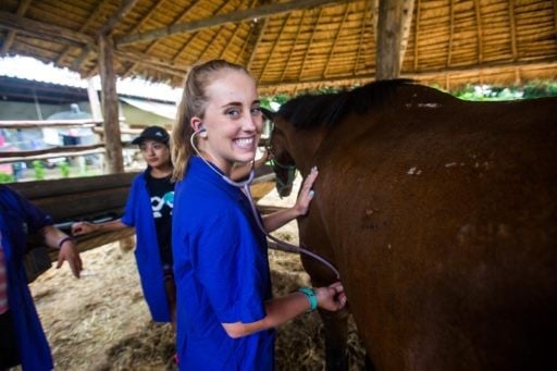 Students performing health checks on the horses at Elephant Nature Park