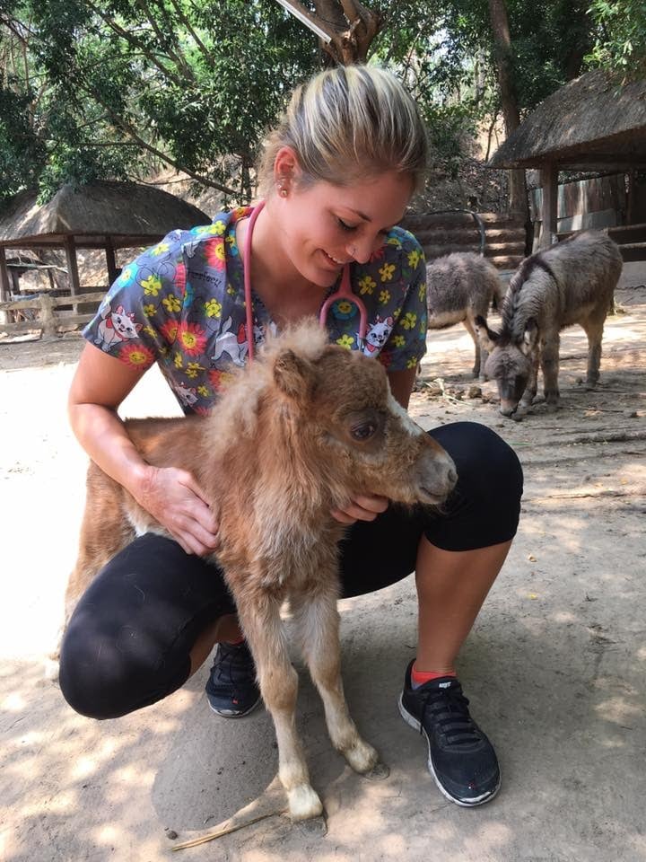 How Do I Find High School Veterinary Internships? Loop Abroad Study