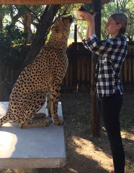Student feeding cheetah