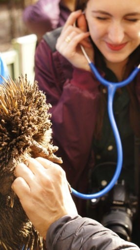 Student checking heartbeat of Echidna.