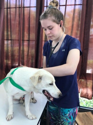 Loop Abroad vet check a white dog