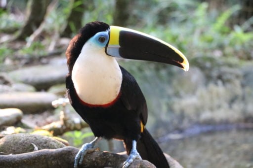 A beautiful white-throated toucan