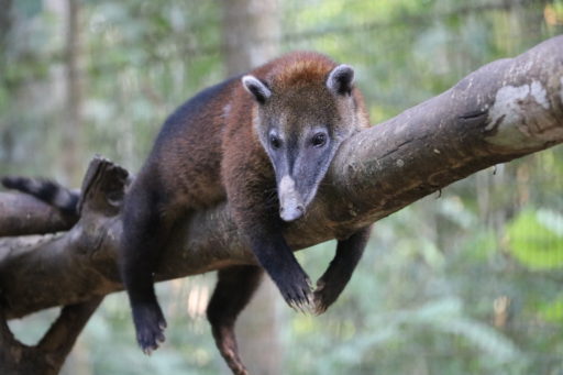 Nasuella olivacea or western mountain coati relaxing on trunk