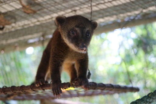 Kinkajou in his cage