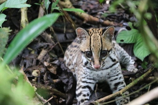 Ocelot is a medium-sized spotted wild cat 
