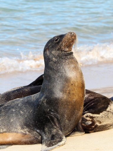 California sea lion