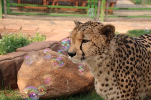 Cheetah watching the bubbles in the zoo