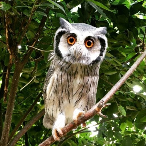 Northern white-faced owl (Ptilopsis leucotis) clutching on small branch