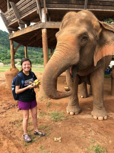 Loop Abroad student feeding an elephant