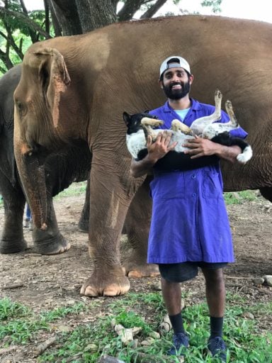 Veterinary Semester Online - From Elephant Medicine to Big Cats - Loop  Abroad