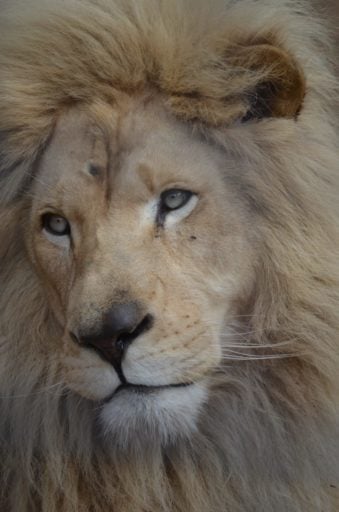 Focus picture of a white lion