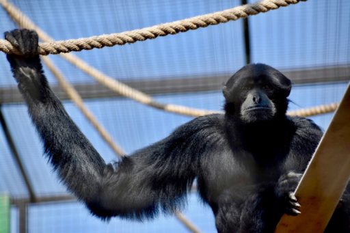 Gibbon holding on a rope while sitting on a slab of wood.