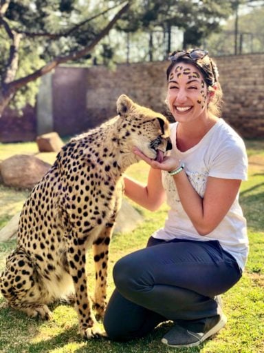 South African cheetah licking the hand of a lady