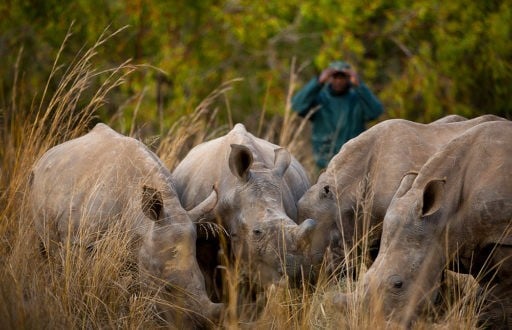 A group of Rhinoceros in the field