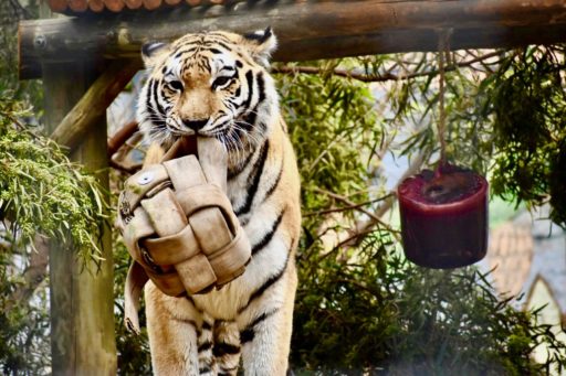 Bengal Tiger playing his toy