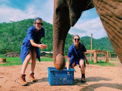 Thailand veterinary semester students feeding the elephant