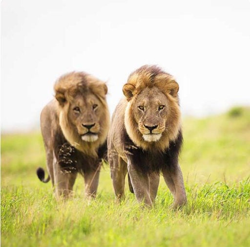 A couple lion walking in the green grass