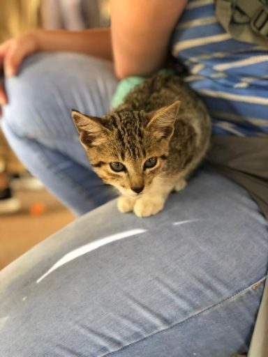 Rescued cat at the lap of the student