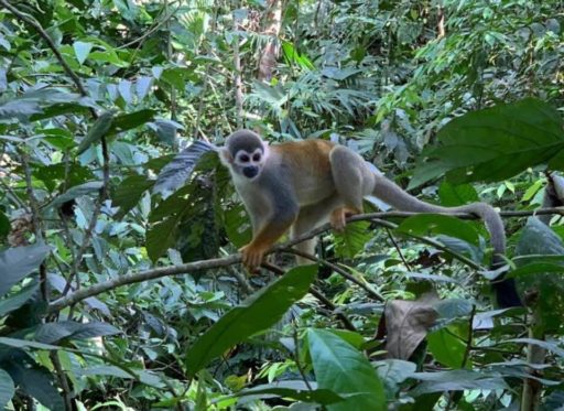 Monkey holding on a branch