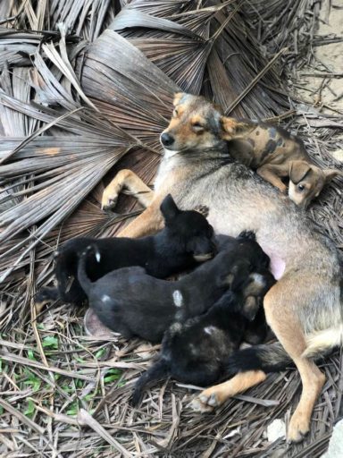 Rescued dog and her puppies