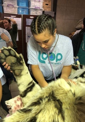 Loop Abroad scholarships student checking heartbeat of the tiger