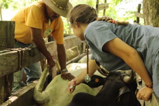 C.E.L.A. Belize veterinary doctors checking the calf