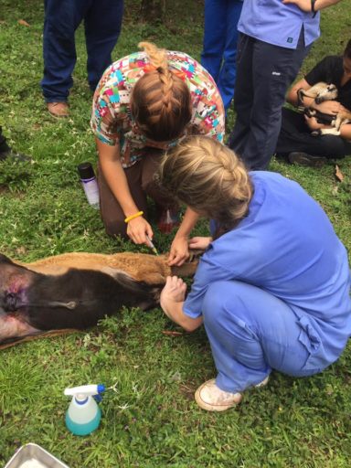 Veterinary injecting medicine to an animals together with her assistant.