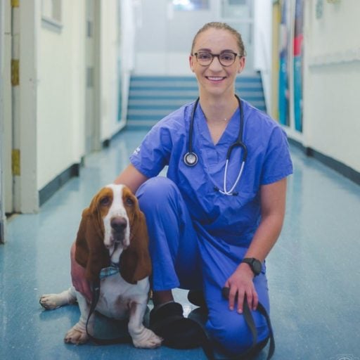 Vet doctor holding a Basset hound dog