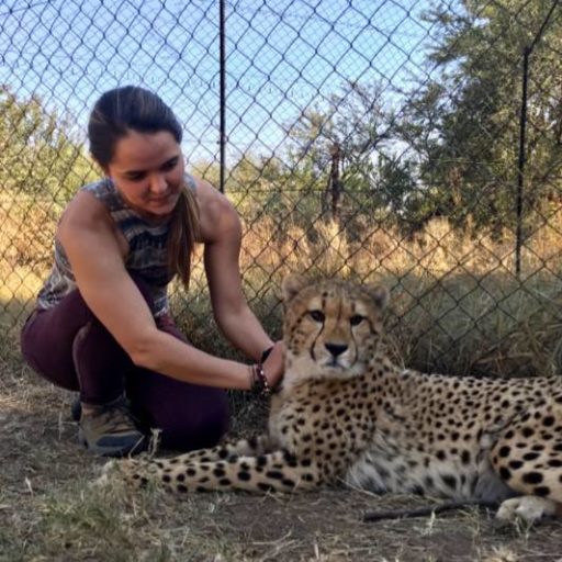 Loop Abroad alumni caressing an asiatic cheetah