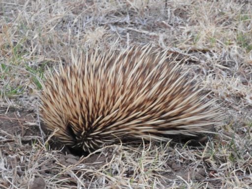 Short-beaked echidna digging on the ground