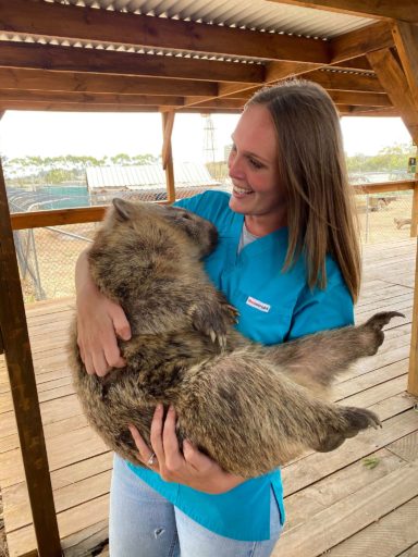 Veterinary Doctor carrying a Common Wombats