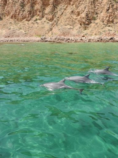 Three Common Bottlenose Dolphin swimming at the shore