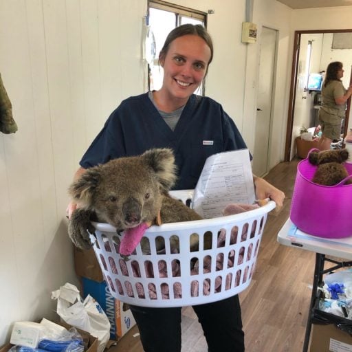 Common Wombat carried by a veterinary Doctor using a white plastic basket