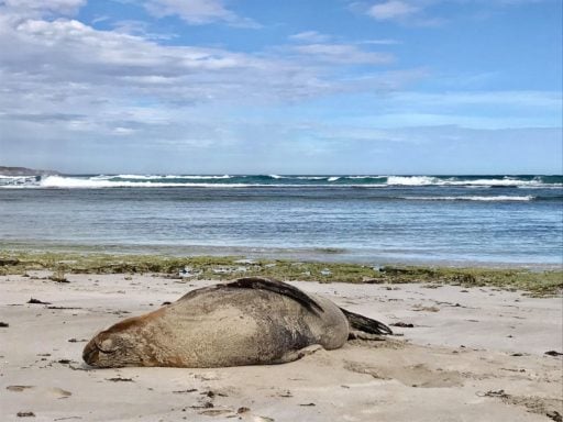 Southern elephant seal lying on a seaside