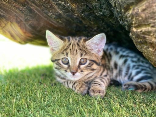 Black-footed cat lying on the grass under the shade of a rock