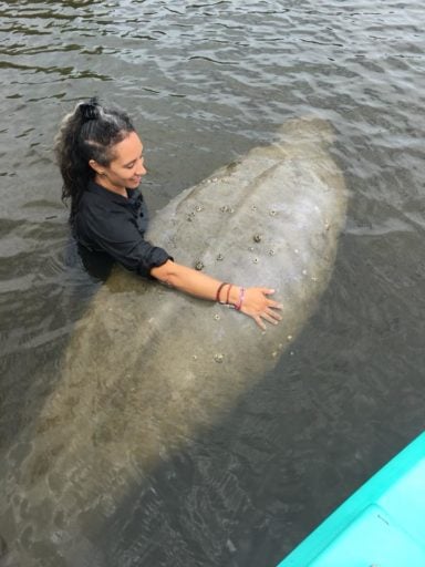 A woman holding a Manatee in the water