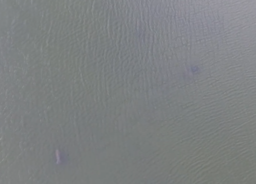 Wild Manatee Drone Capture