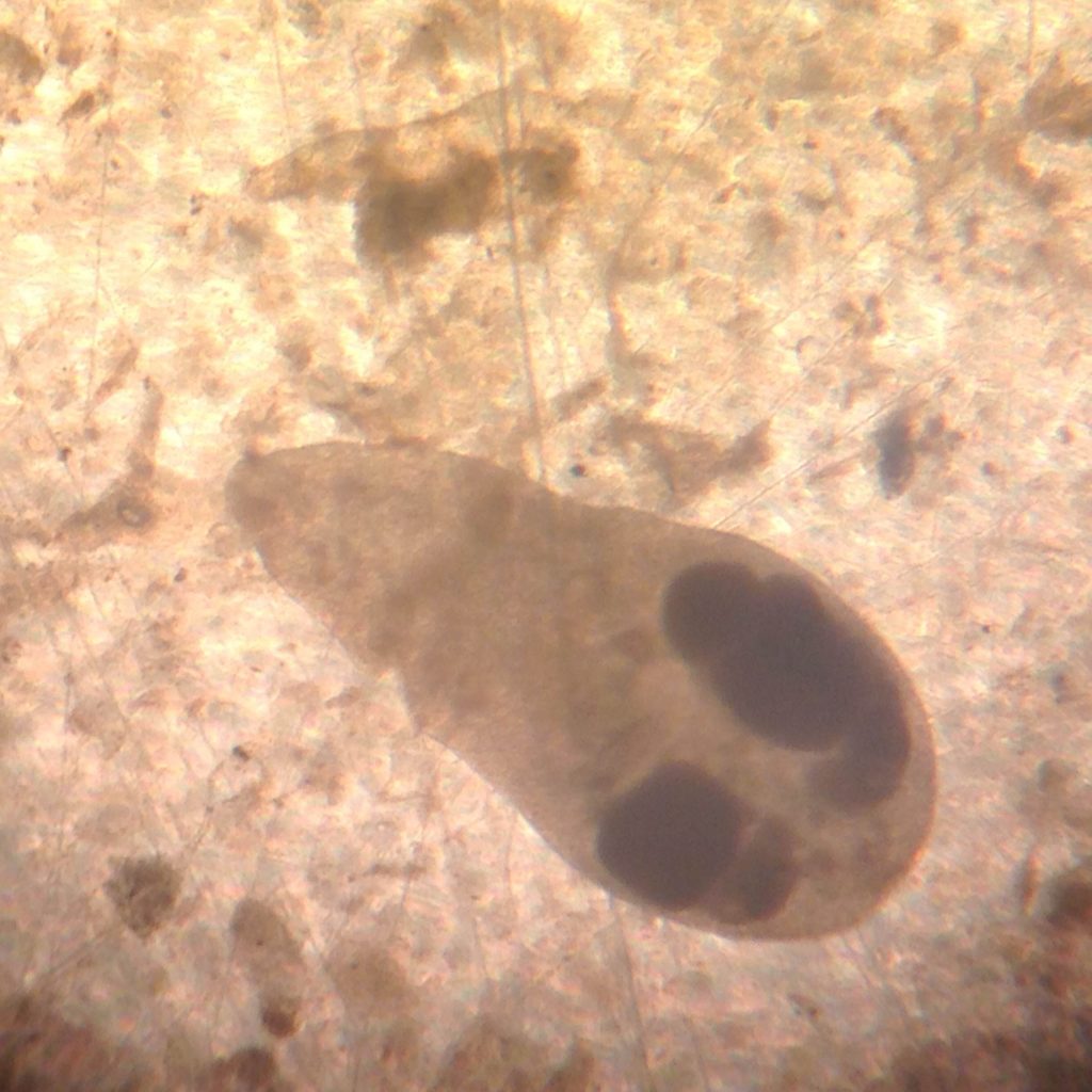 Belize Crocodile & Manatee Research Fellowship Online - Loop Abroad